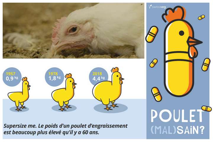 Poulet (mal)sain ? (2018)