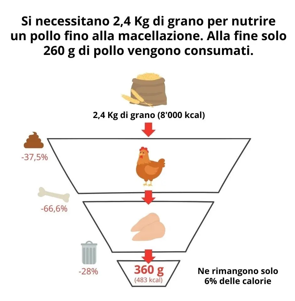 Wertschöpfungskette Hühnerfleisch