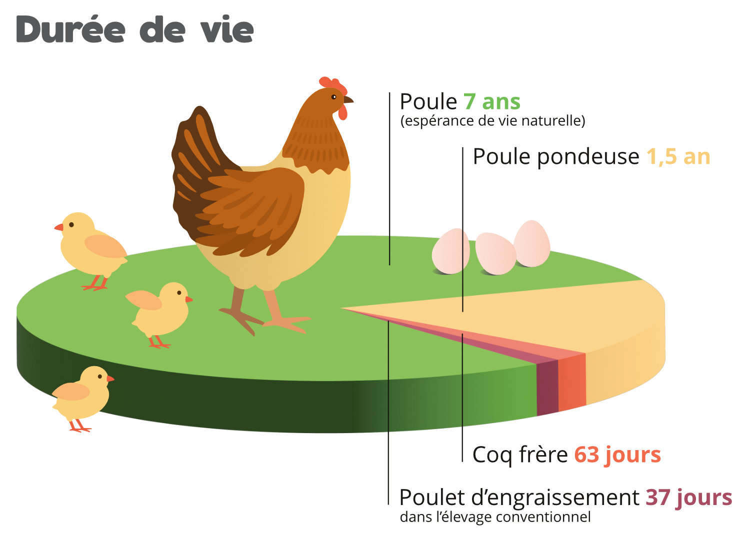 Dans l’élevage, les poules n’atteignent qu’une fraction de leur espérance de vie naturelle.