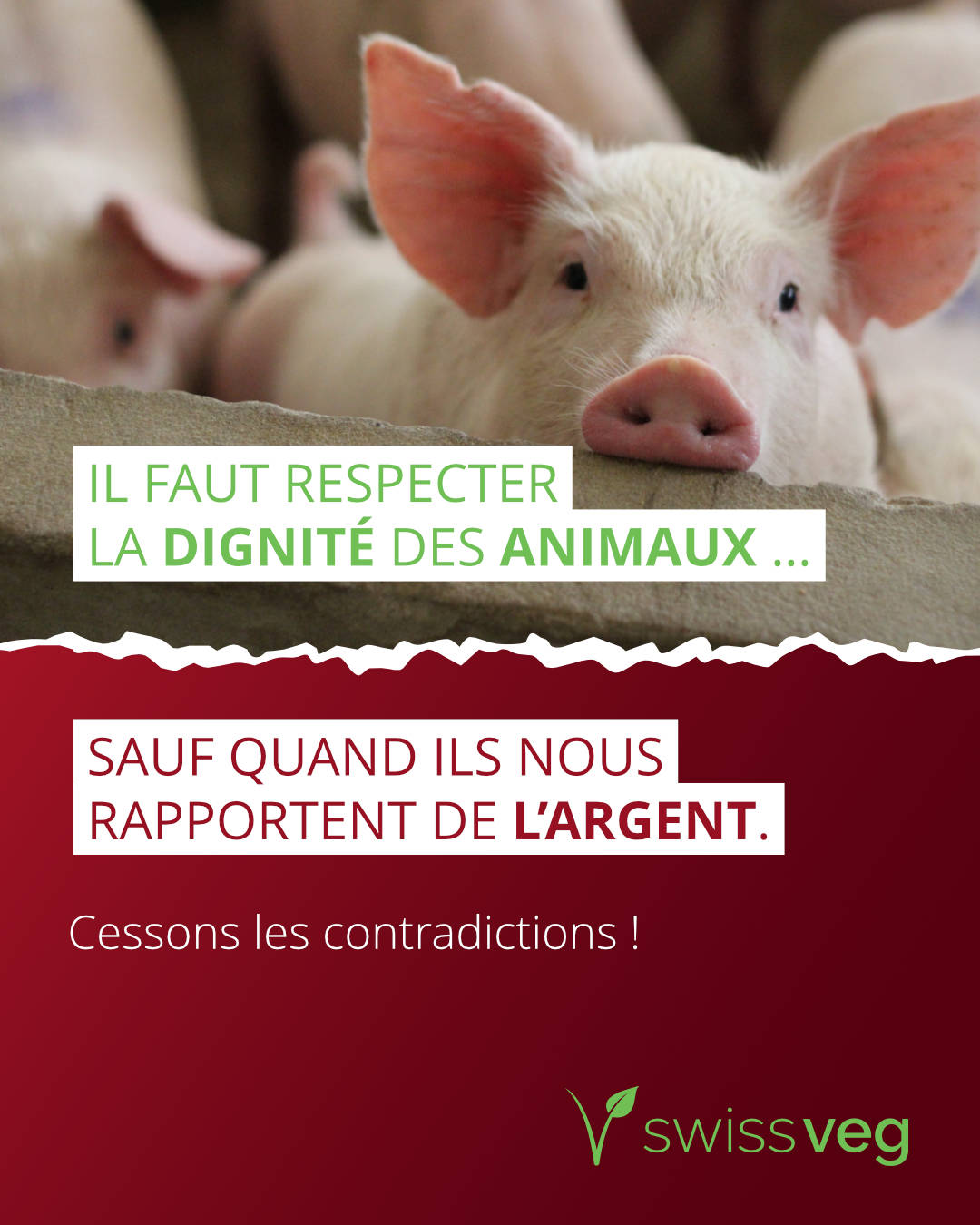 campagne animaux