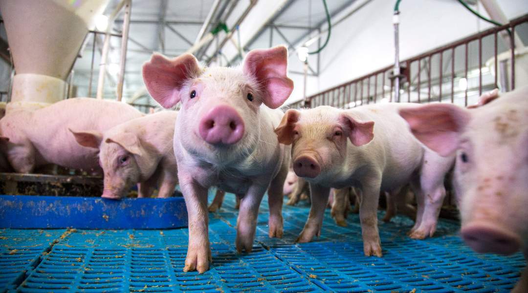 Schweine in Zuchtstätte