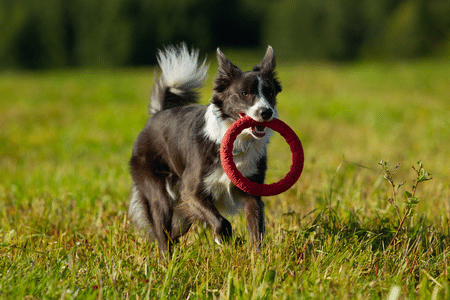 Boder Collie mit Spielzeug im Maul