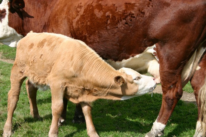 Kalb trinkt bei Mutterkuh