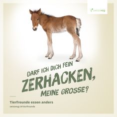 pferde, reiten, fohlen, ross