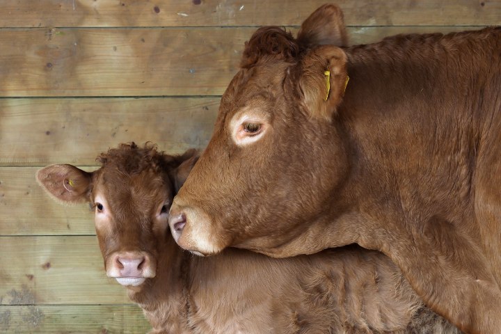 Mutterkuh beschützt ihr Kalb