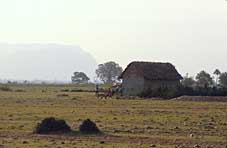 Steppe in Indien vor der Baumpflanzung: Weideland