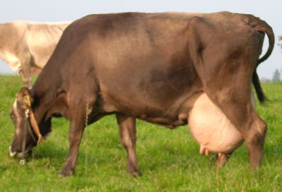 Milchkuh auf Weide