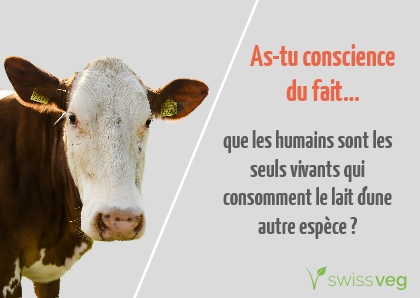 As-tu conscience du fait que les humains sont les seuls vivants qui consomment le lait d'une autre espèce?