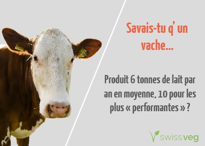 Savais-tu q'un vache produit 6 tonnes de lait par an en moyenne, 10 pour les plus perfomantes?