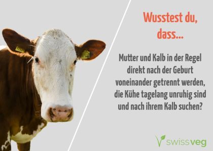Wusstest du, dass Mutter und Kalb direkt nach der Geburt voneinander getrennt werden, die Kühe tagelang unruhig sind und nach ihrem Kalb suchen?