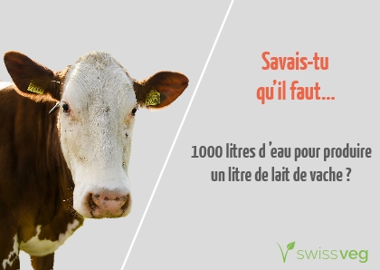 Savais-tu qu'il faut 1000 litres d'eau pour produire un litre de lait de vache?