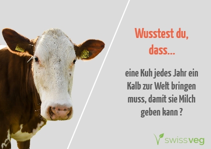 Wusstest du, dass eine Kuh jedes Jahr ein Kalb zur Welt bringen muss, damit sie Milch geben kann?