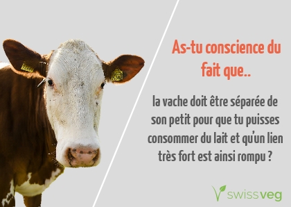 As-tu conscience du fait que la vache doit etre séparée son petit pour que tu puisses consommer du lait et qu'un lien très fort est ainsi rompu?