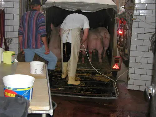 Schweineanhänger im Schlachthof