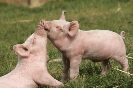Zwei Schweine liebkosen sich