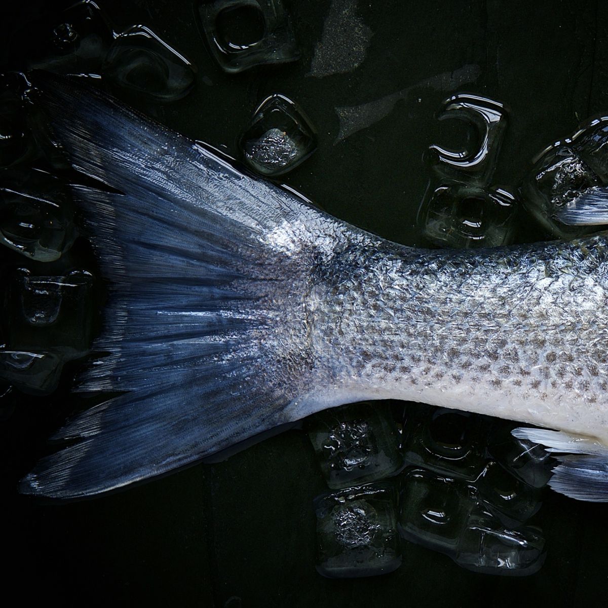 lass den Fisch an Weihnachten vom Tisch