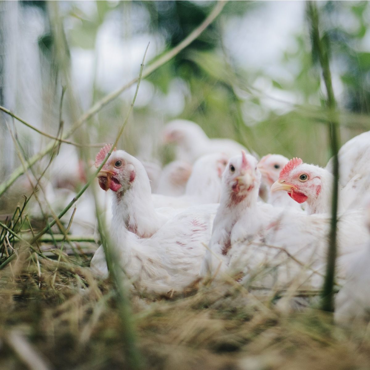 Kein Poulet auf dem Weihnachtstisch