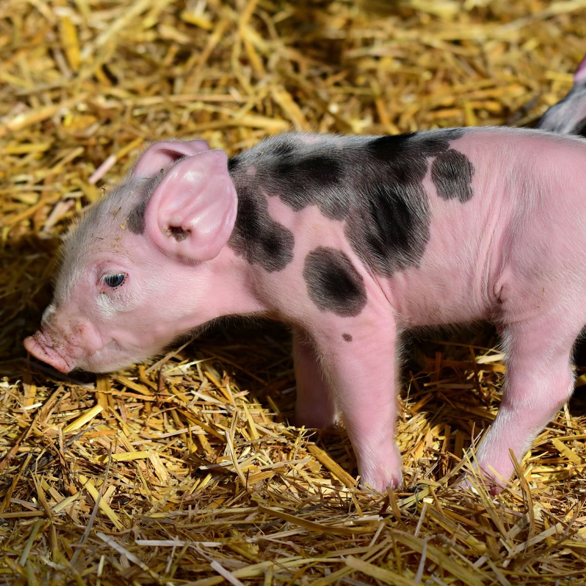 Schweine gehören nicht auf den Weihnachtstisch