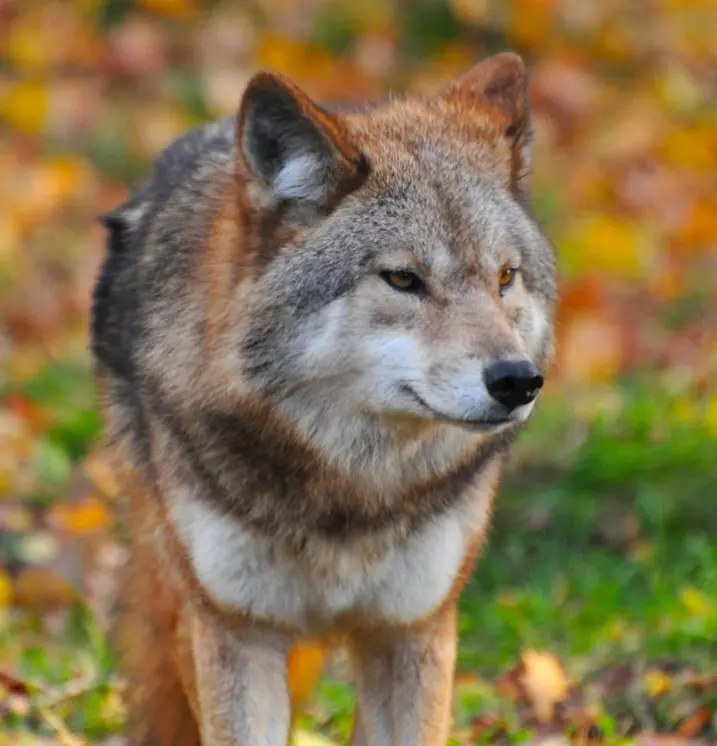 Wolf