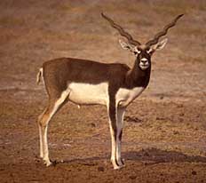 Schwarzbock Antilope