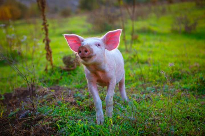 glückliches Schwein