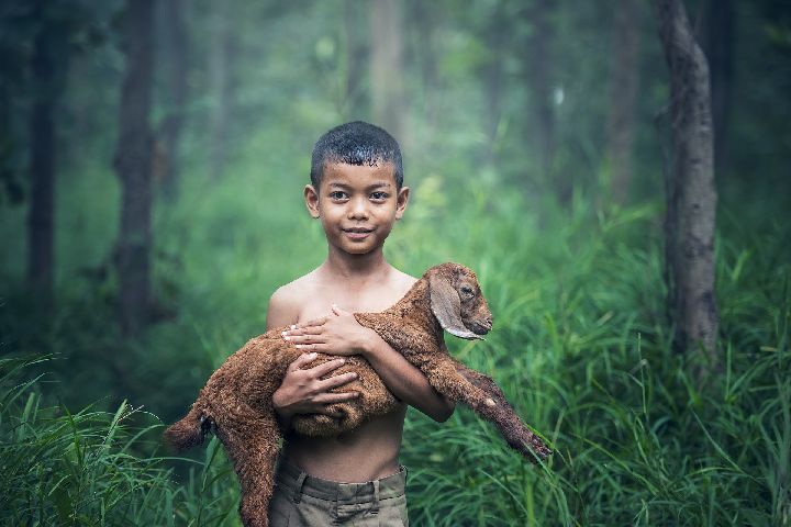 Rapport être humain - animal