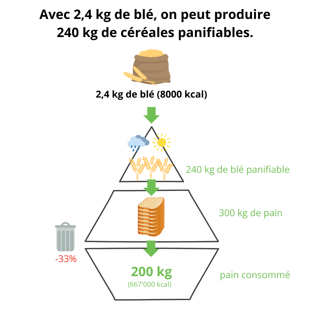Avec 2,4 kg de blé, on peut produire 240 kg de céréales panifiables