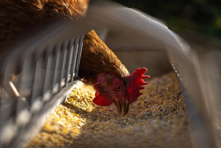 Politik im Tierschutz