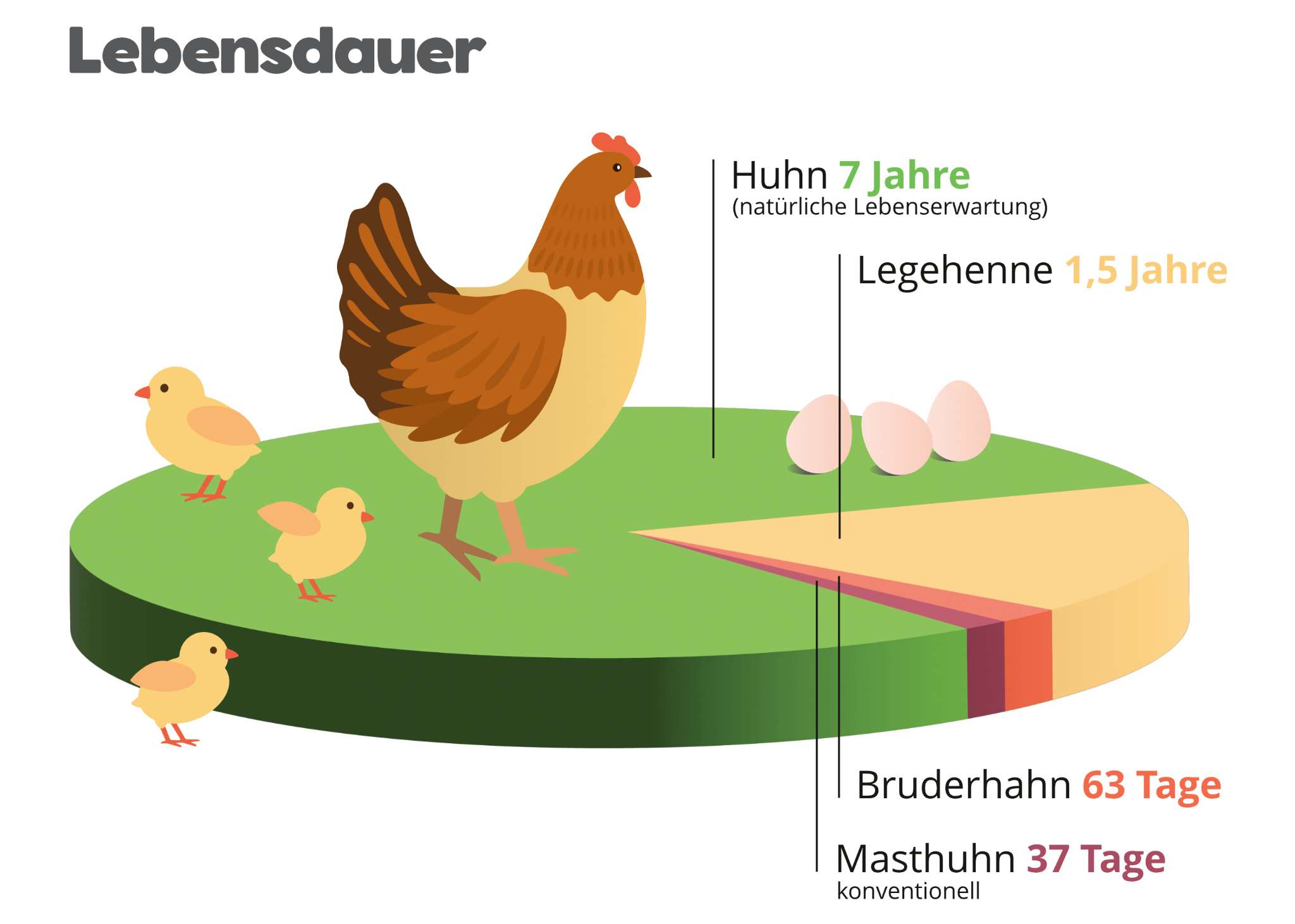 Hühner in der Nutzung erreichen nur einen Bruchteil ihrer natürlichen Lebenserwartung.