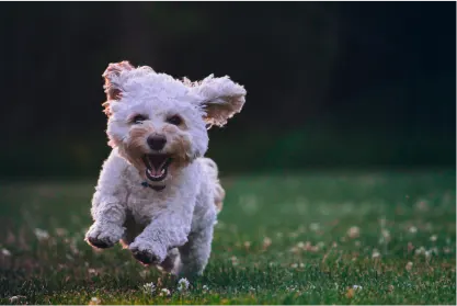 Soutenir la protection des animaux