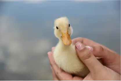 Soutenir la protection des animaux