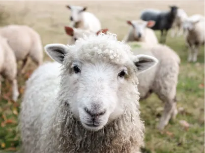 Soutenir la protection des animaux