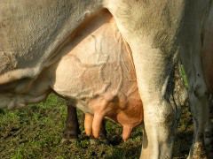 Biokuhe Sind Gleich Krank Wie Konventionelle Swissveg