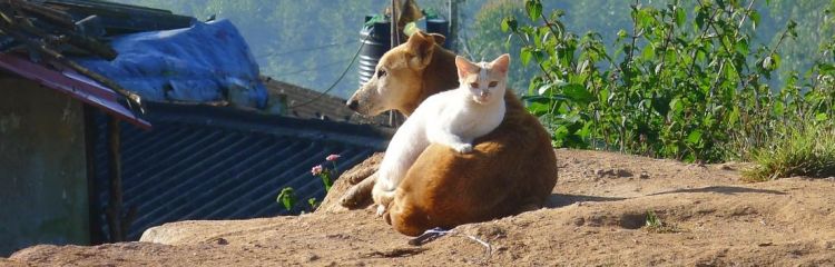 Gesunde Ernährung Für Hunde Und Katzen