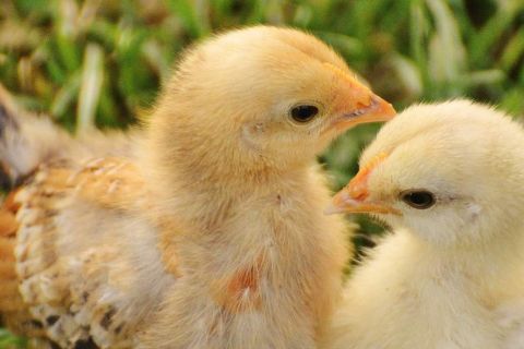 Zwei Hühnerküken auf einer Wiese