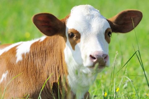 Liegendes Kalb auf der Wiese. 
