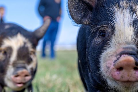 Drei Schweinchen auf einer Wiese. 