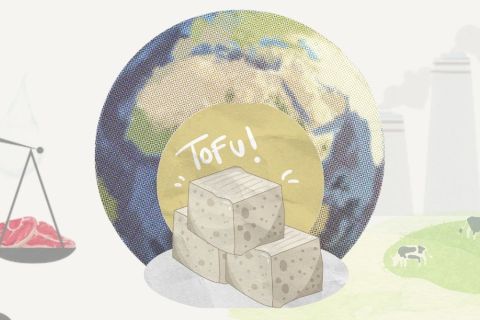 Visualisierung von Tofu. 