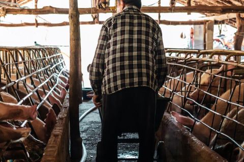 Tiere töten traumatisiert die Tierhalter