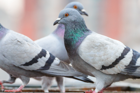 Deux pigeons en ville.