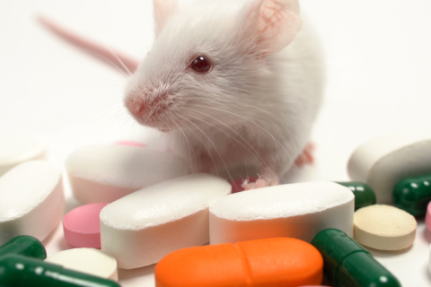 Ratte sitzend auf Medikamenten